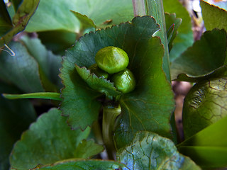 Caltha palustris