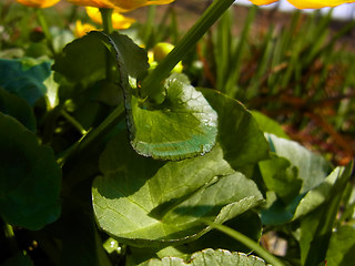 Caltha palustris