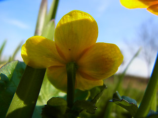 Caltha palustris