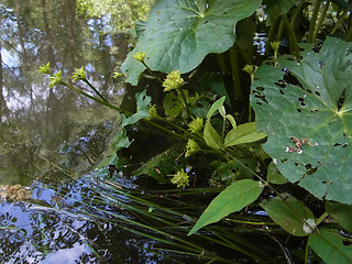 Caltha palustris