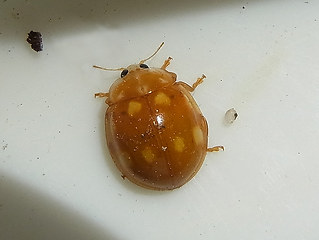 Calvia decemguttata