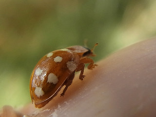 Calvia quatuordecimguttata