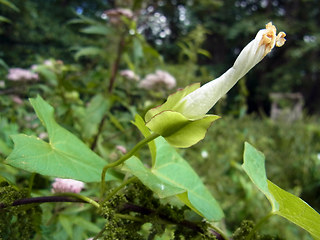 Calystegia sepium