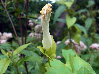 Calystegia sepium