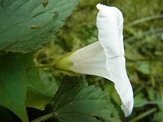 Calystegia sepium