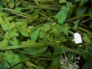 Calystegia sepium