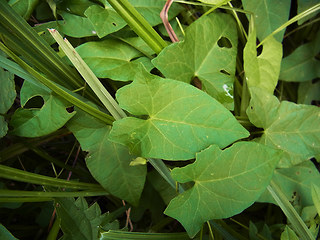 Calystegia sepium