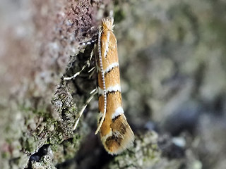 Cameraria ohridella