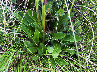 Campanula barbata