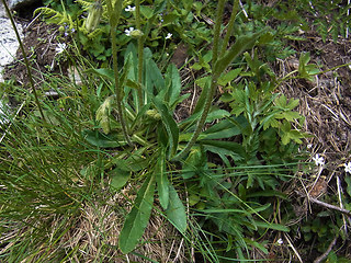 Campanula barbata