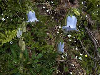 Campanula barbata