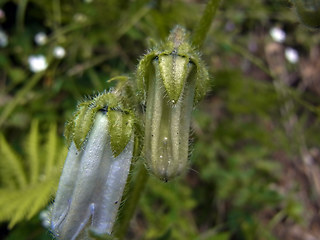 Campanula barbata