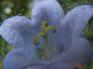 Campanula barbata