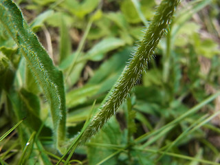 Campanula barbata