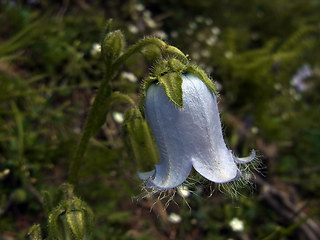 Campanula barbata