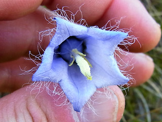 Campanula barbata