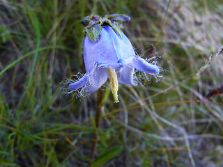 Campanula barbata