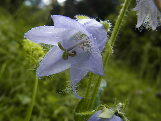 Campanula barbata