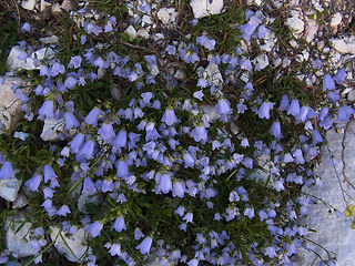 Campanula cochleariifolia