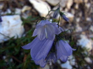 Campanula cochleariifolia