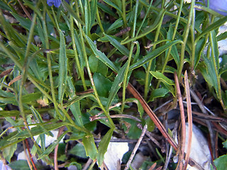 Campanula cochleariifolia