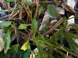 Campanula cochleariifolia