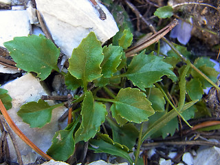 Campanula cochleariifolia