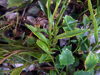 Campanula cochleariifolia