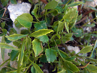 Campanula cochleariifolia