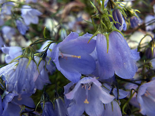 Campanula cochleariifolia