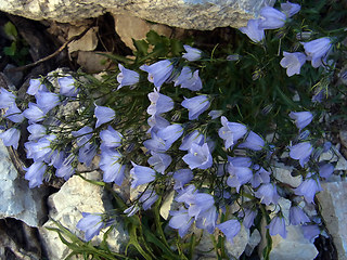 Campanula cochleariifolia