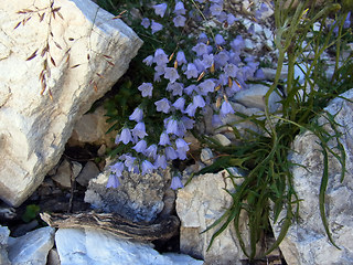 Campanula cochleariifolia