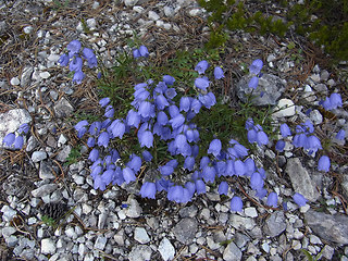 Campanula cochleariifolia