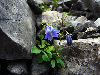 Campanula cochleariifolia