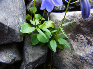 Campanula cochleariifolia