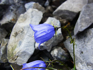 Campanula cochleariifolia