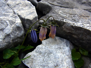 Campanula cochleariifolia