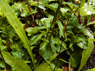 Campanula cochleariifolia