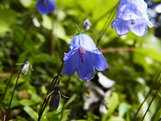 Campanula cochleariifolia