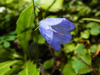 Campanula cochleariifolia