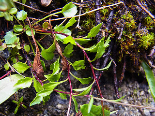 Campanula cochleariifolia