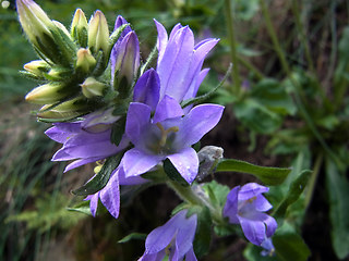 Campanula glomerata