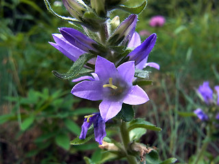 Campanula glomerata