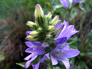 Campanula glomerata