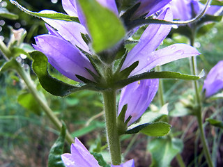 Campanula glomerata