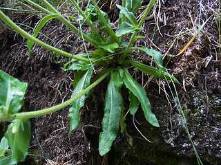 Campanula glomerata