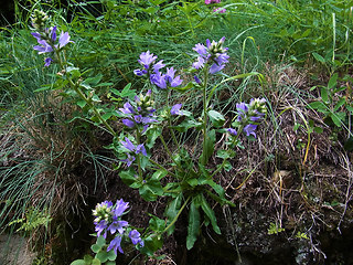 Campanula glomerata