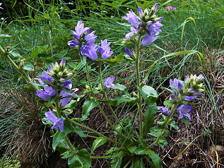 Campanula glomerata