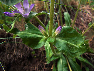 Campanula glomerata