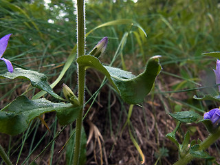 Campanula glomerata